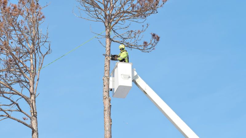 Arborist Spraying