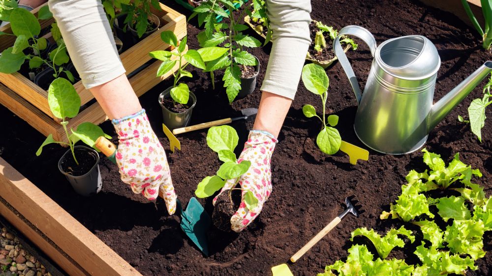 Garden Bed Maintenance