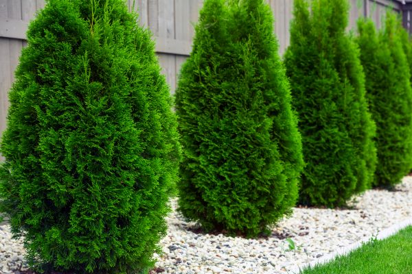 Arborvitae Planting in Fayetteville