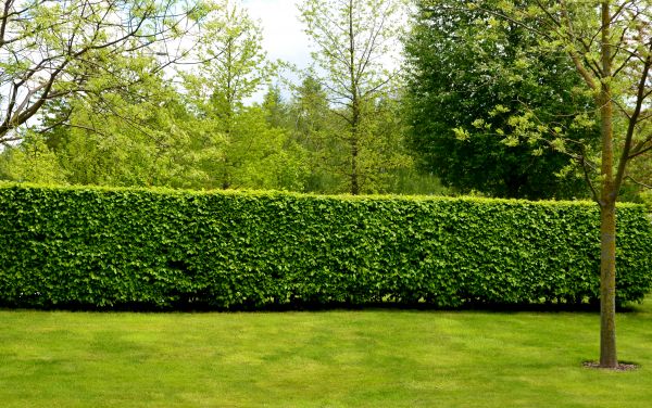 Hedge Planting in Fayetteville