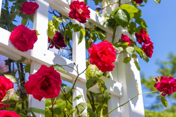 Home Gardening Service in Fayetteville