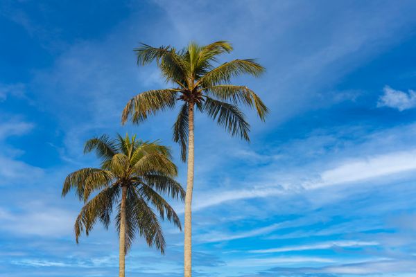 Palm Tree Planting in Fayetteville