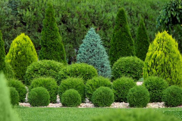 Shrub Installation Service