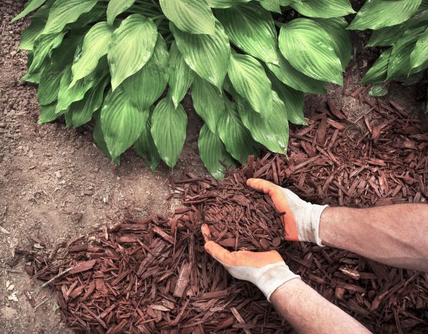 Shredded Mulch Service in Fayetteville