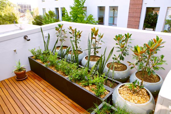 Balcony Gardening