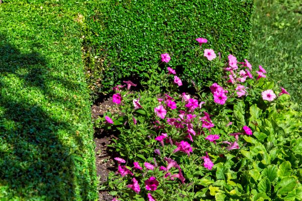 Softscaping Service in Fayetteville