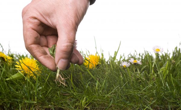 Lawn Weeding in Fayetteville