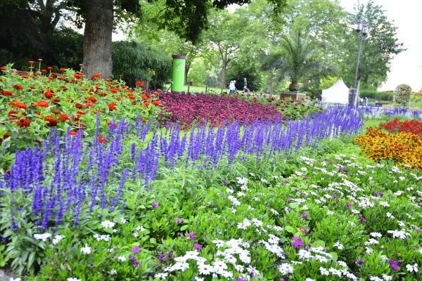 Perennials Planting in Fayetteville