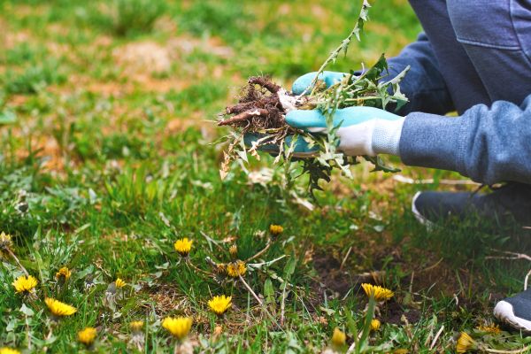 Flower Bed Clearing Service