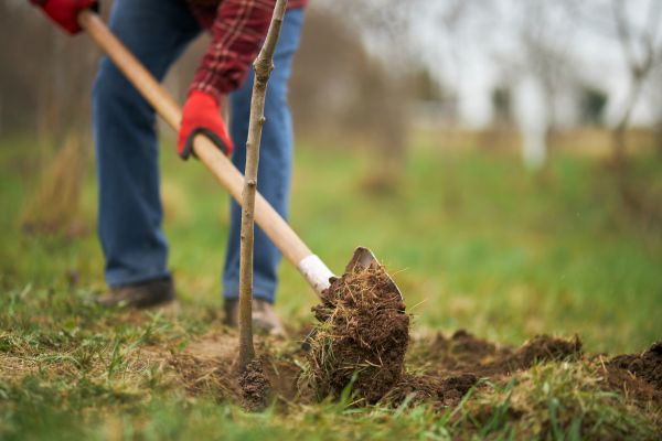 Trees Planting in Fayetteville