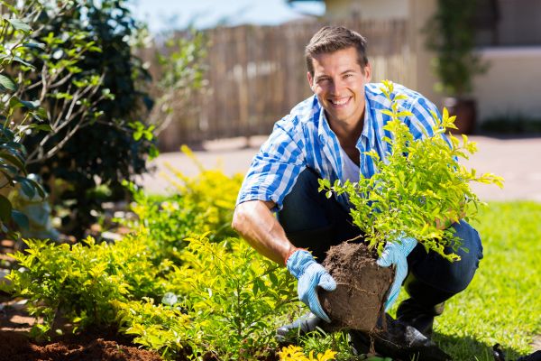 Shrub Landscaping in Fayetteville