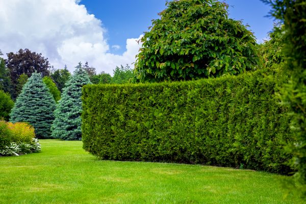Hedge Landscaping in Fayetteville