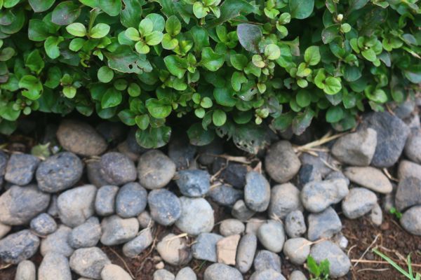 River Stone Installation in Fayetteville