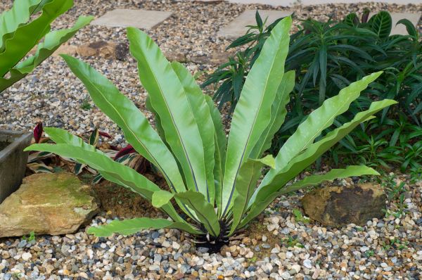 Pea Gravel Installation in Fayetteville