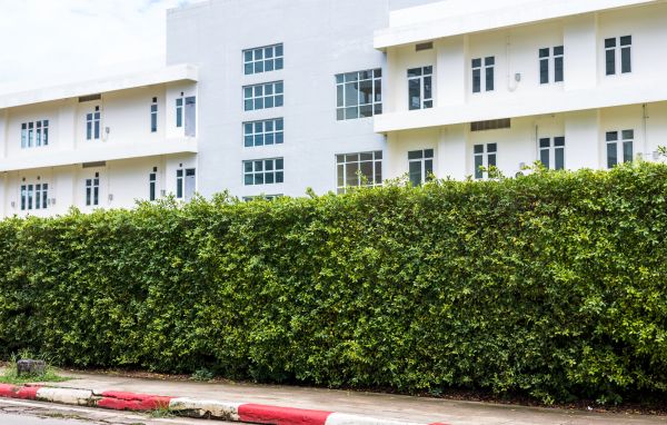 Privacy Landscaping