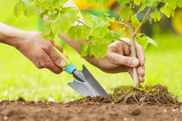 Fruit Tree Planting in Fayetteville