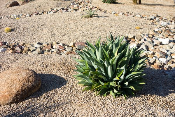 Xeriscaping Service in Fayetteville