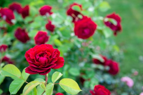 Rose Planting in Fayetteville