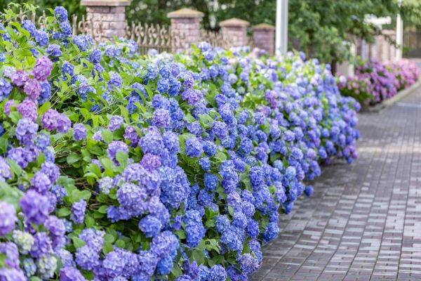 Hydrangea Landscaping in Fayetteville
