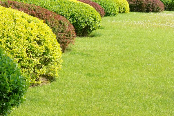 Shrubbery Planting in Fayetteville