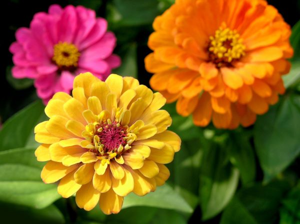 Zinnia Planting in Fayetteville