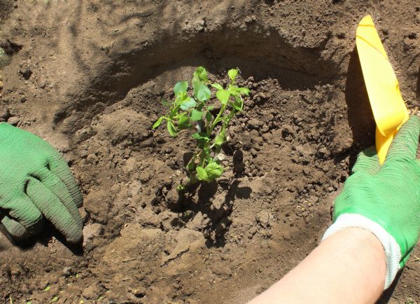 Rose Bush Planting in Fayetteville