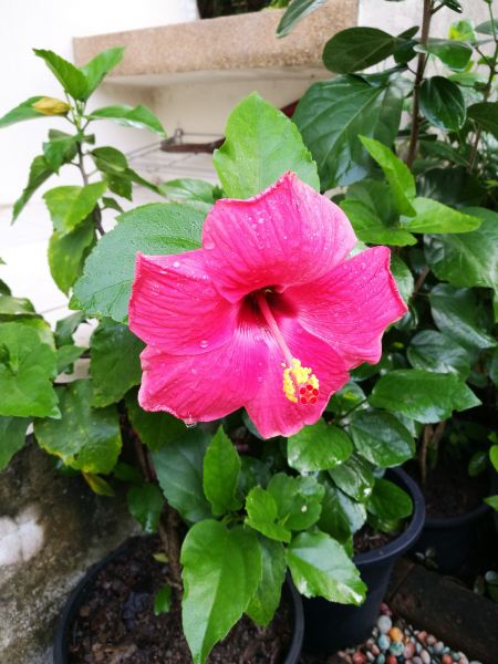 Hibiscus Planting in Fayetteville