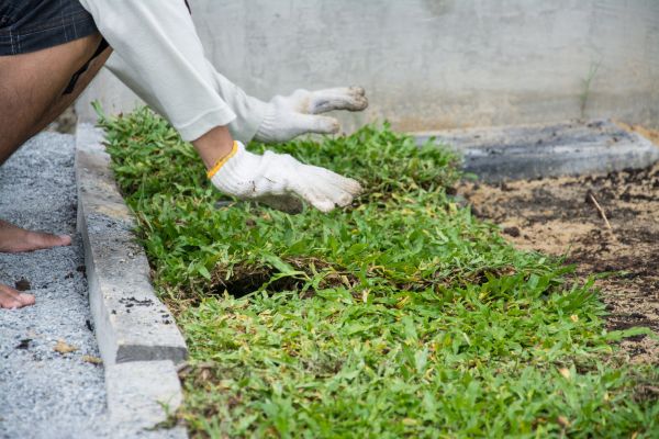 Ground Cover Planting in Fayetteville