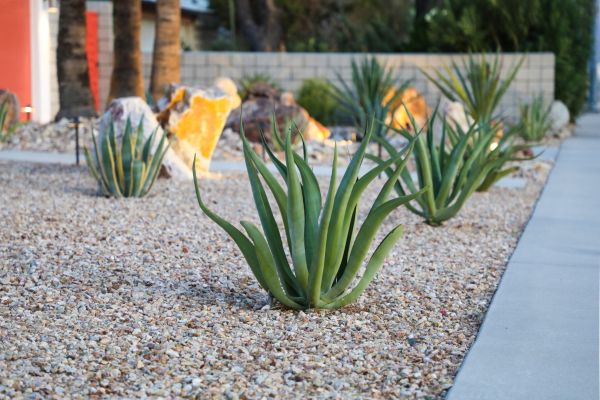 Drought Resistant Landscaping in Fayetteville