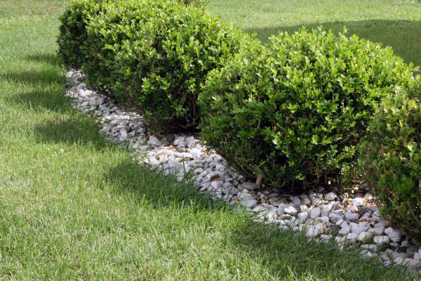 Boxwood Planting in Fayetteville